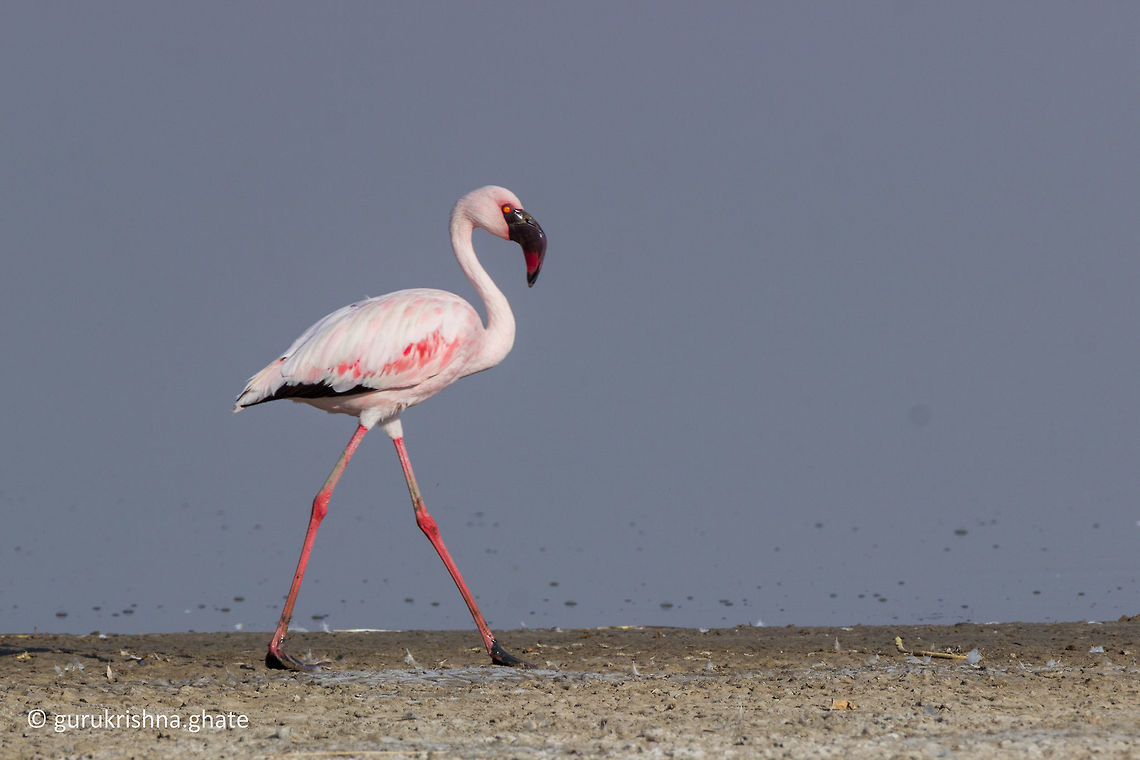 Lesser flamingo  Geotagged,India,Lesser Flamingo,Phoenicopterus minor,Winter