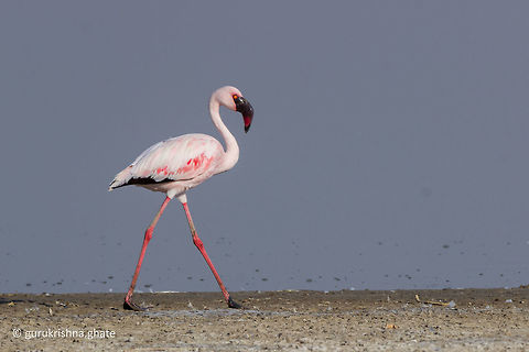 Lesser flamingo  Geotagged,India,Lesser Flamingo,Phoenicopterus minor,Winter