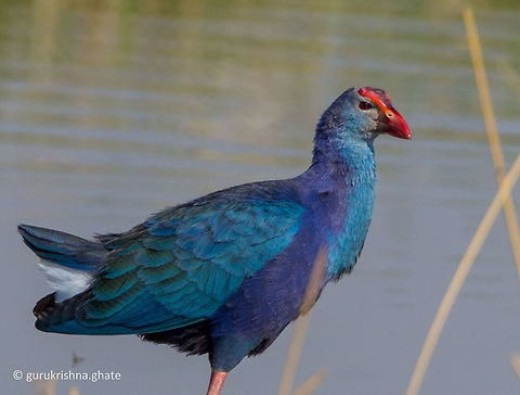 Purple moorhen  Geotagged,India,Porphyrio porphyrio,Purple swamphen,Winter