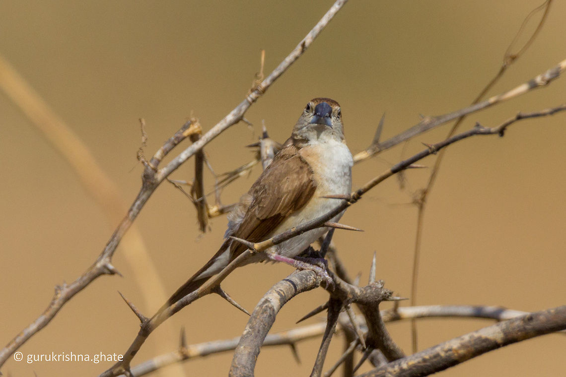 Indian silverbill  Geotagged,India,Indian Silverbill,Lonchura malabarica,Winter