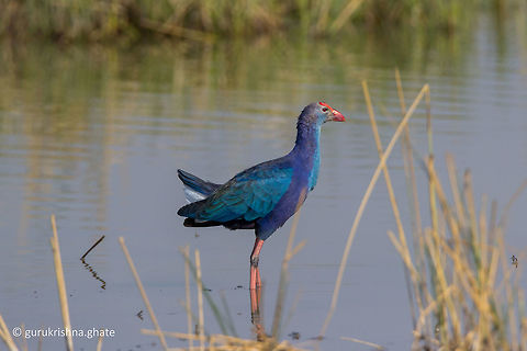 Purple moorhen  Geotagged,India,Porphyrio porphyrio,Purple swamphen,Winter