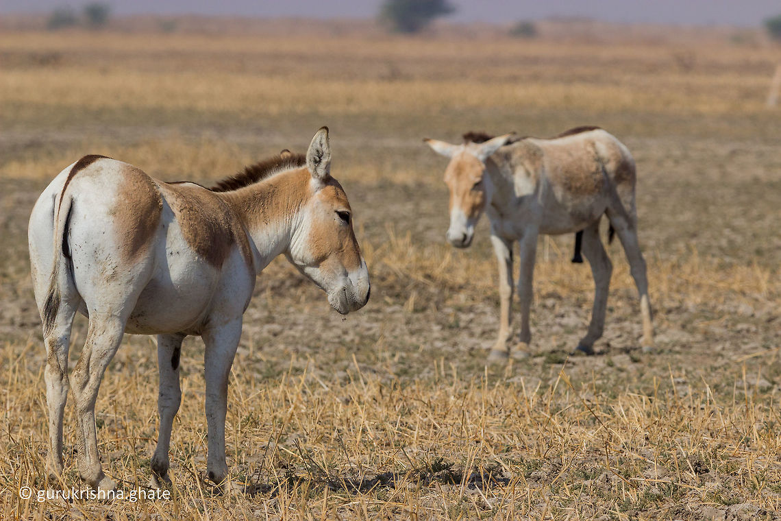 Indian wild ass  Equus hemionus khur,Geotagged,India,Indian wild ass,Winter