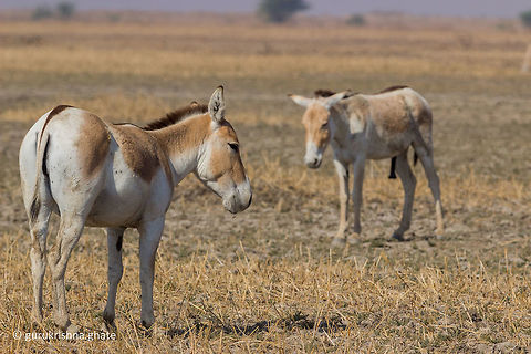 Indian wild ass  Equus hemionus khur,Geotagged,India,Indian wild ass,Winter
