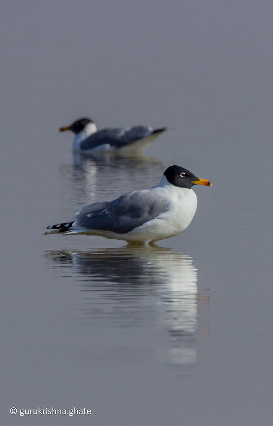 The Pallass gull  Black-headed Gull,Chroicocephalus ridibundus,Geotagged,Ichthyaetus ichthyaetus,India,Pallass gull,Winter