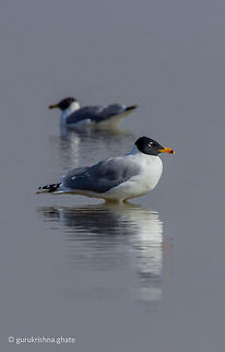 The Pallass gull  Black-headed Gull,Chroicocephalus ridibundus,Geotagged,Ichthyaetus ichthyaetus,India,Pallass gull,Winter