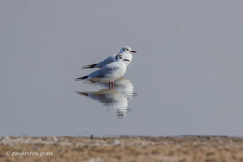 Brown Headed Gull  Brown-headed gull,Chroicocephalus brunnicephalus,Geotagged,India,Winter