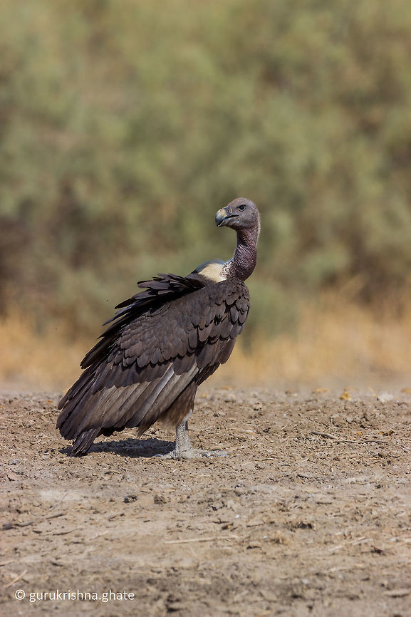 White Rumped Vulture  Geotagged,Gyps bengalensis,India,White Rumped vulture,Winter,critically endangered