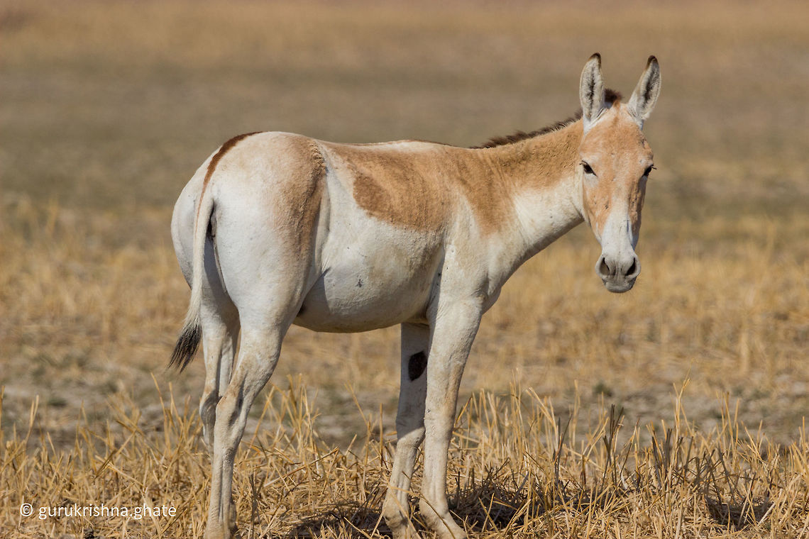 Indian Wild Ass  Equus hemionus khur,Geotagged,India,Indian wild ass,Winter