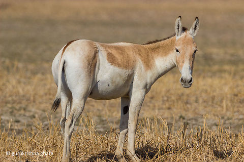 Indian Wild Ass  Equus hemionus khur,Geotagged,India,Indian wild ass,Winter