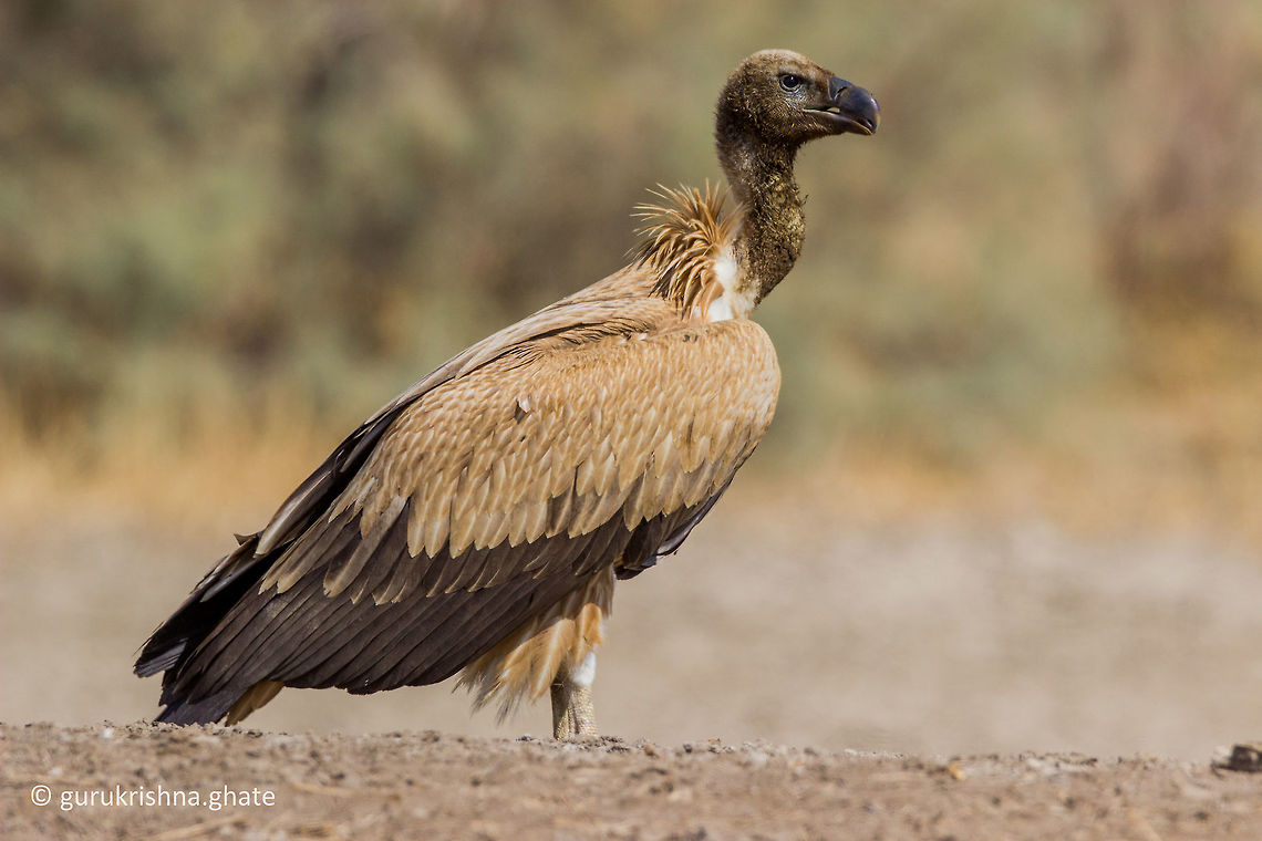 Eurasian griffon vulture  Geotagged,Griffon vulture,Gyps fulvus,India,Winter