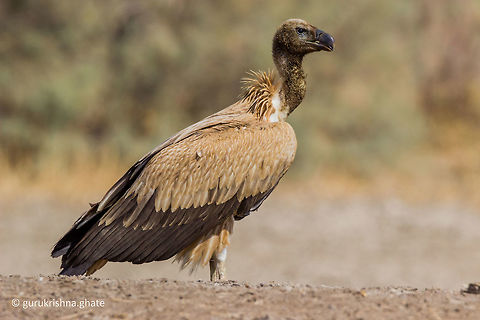Eurasian griffon vulture  Geotagged,Griffon vulture,Gyps fulvus,India,Winter