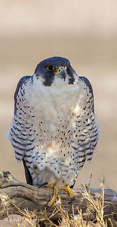 Peregrine falcon  Falco peregrinus,Geotagged,India,Peregrine Falcon,Winter