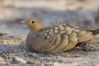 Chestnut-bellied sandgrouse (Male)  Chestnut-bellied Sandgrouse,Geotagged,India,Pterocles exustus,Winter