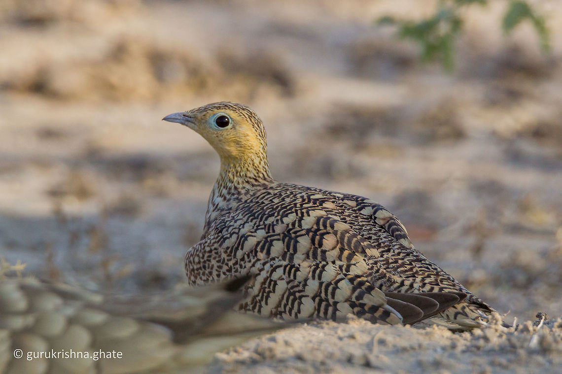 Chestnut-bellied sandgrouse (Female)  Chestnut-bellied Sandgrouse,Geotagged,India,Pterocles exustus,Winter