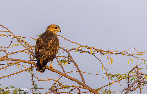White Eyed Buzzard  Butastur teesa,Geotagged,India,White Eyed buzzard,Winter