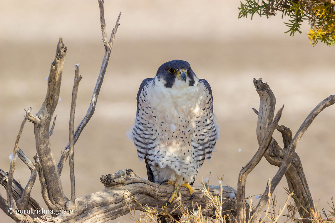 Peregrine falcon  Falco peregrinus,Geotagged,India,Peregrine Falcon,Winter