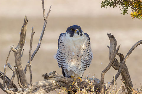 Peregrine falcon  Falco peregrinus,Geotagged,India,Peregrine Falcon,Winter