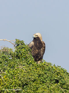 Eastern Imperial Eagle  Aquila heliaca,Eastern imperial eagle,Geotagged,India,Winter
