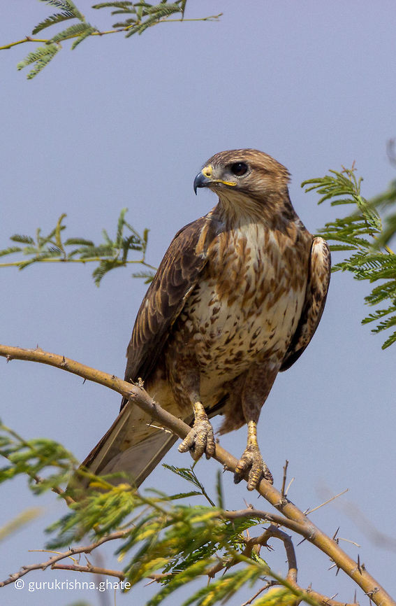 Common Buzzard  Buteo buteo,Common buzzard,Geotagged,India,Winter