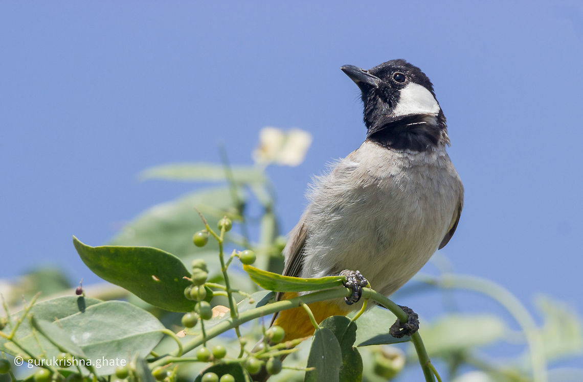 White eared bulbul  Geotagged,India,Pycnonotus leucotis,White Eared Bulbul,Winter