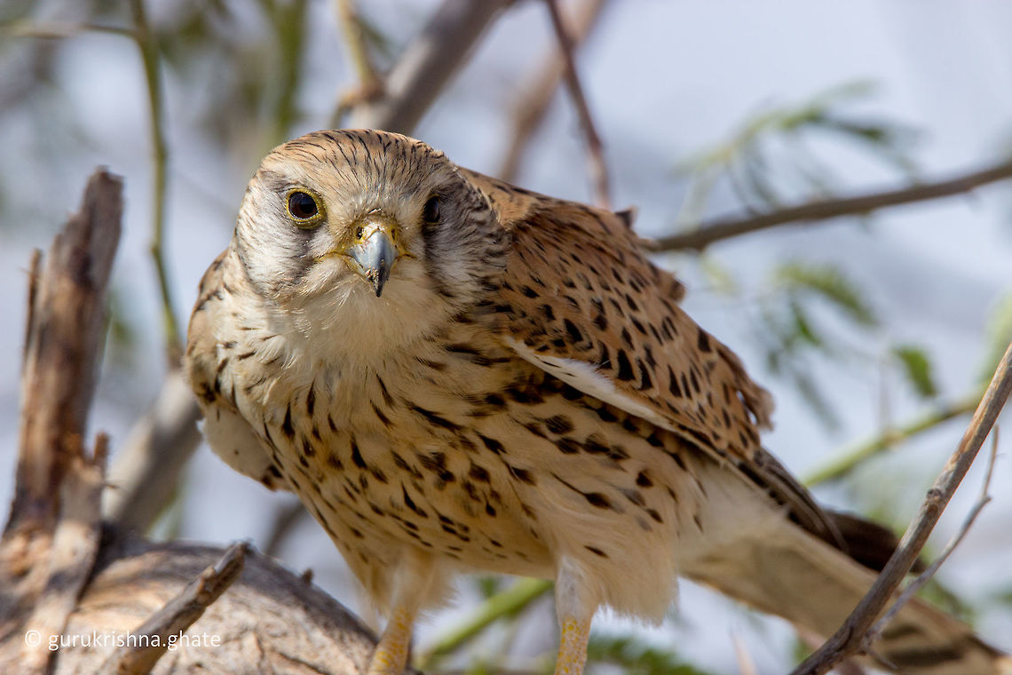 The Common Kestrel (Female)  Common Kestrel,Falco tinnunculus,Geotagged,India,Winter