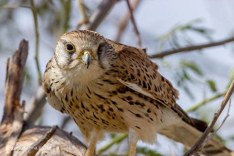 The Common Kestrel (Female)  Common Kestrel,Falco tinnunculus,Geotagged,India,Winter