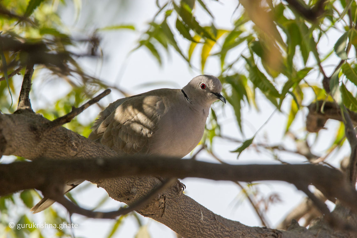 Eurasian collared dove  Eurasian Collared Dove,Geotagged,India,Streptopelia decaocto,Winter