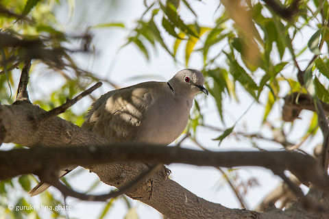 Eurasian collared dove  Eurasian Collared Dove,Geotagged,India,Streptopelia decaocto,Winter