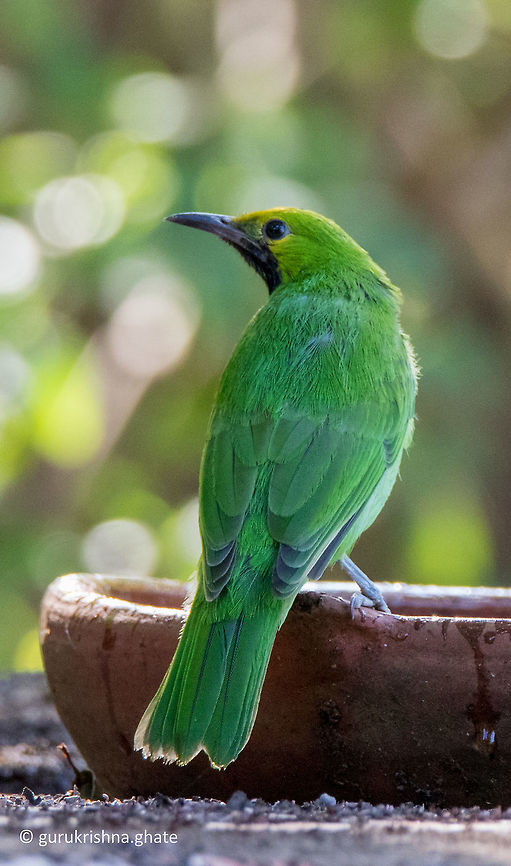 Jerdons leafbird  Chloropsis jerdoni,Fall,Geotagged,India,Jerdons leafbird