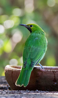 Jerdons leafbird  Chloropsis jerdoni,Fall,Geotagged,India,Jerdons leafbird