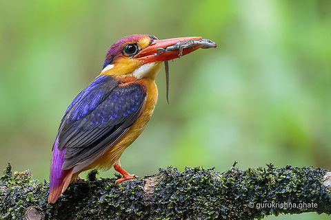 Oriental dwarf kingfisher with a catch  Ceyx erithaca,Oriental dwarf kingfisher