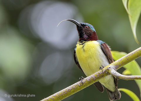 Purple Rumped Sunbird  Geotagged,India,Leptocoma zeylonica,Purple-rumped sunbird,Summer