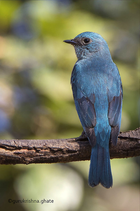 Verditer Flycatcher in breeding plumage. Eumyias thalassinus,Geotagged,India,Verditer Flycatcher,Winter