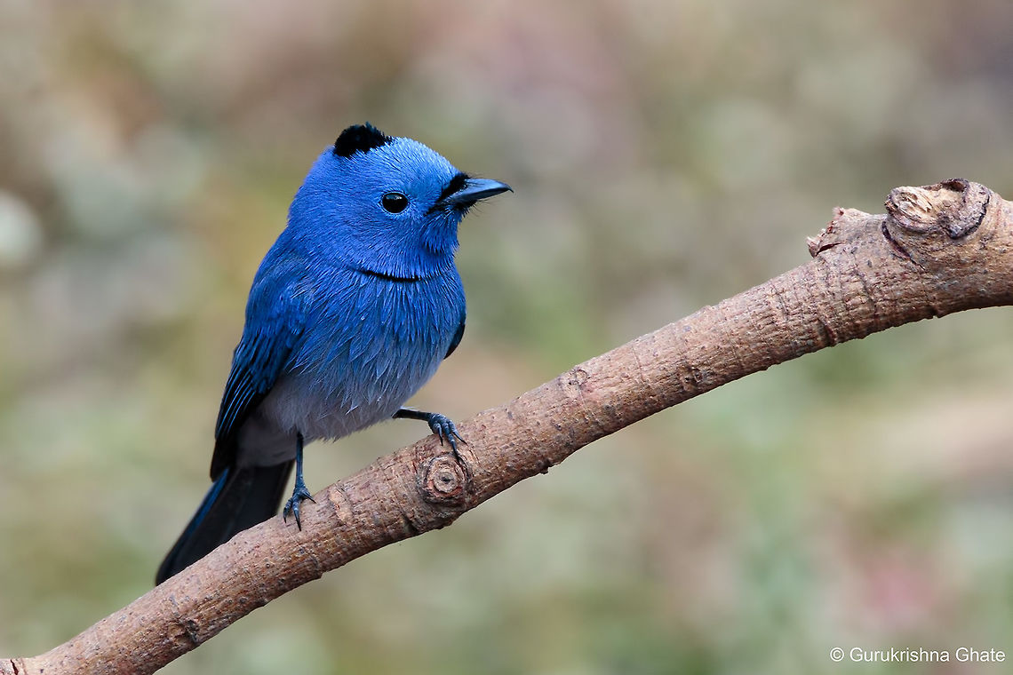 Black Naped Monarch  Black-naped monarch,Geotagged,Hypothymis azurea,India