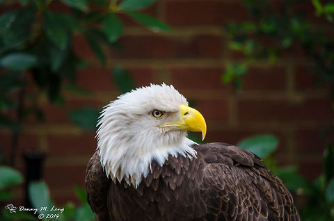 Bald Eagle  Bald Eagle,Geotagged,Haliaeetus leucocephalus,United States