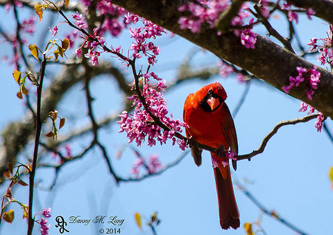 Male Cardinal  Argynnis pandora,Cardinal,Cardinalis cardinalis,Geotagged,Northern Cardinal,United States