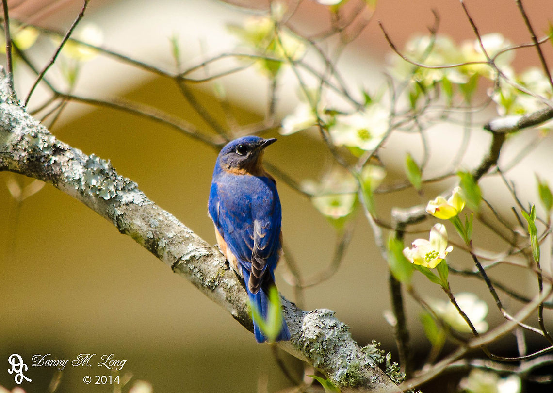 Eastern Bluebird  Eastern Bluebird,Geotagged,Sialia sialis,United States