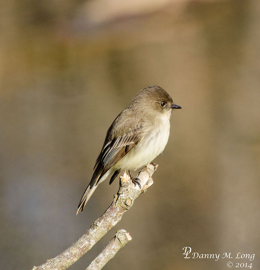 Eastern Phoebe  Eastern Phoebe,Geotagged,Sayornis phoebe,United States