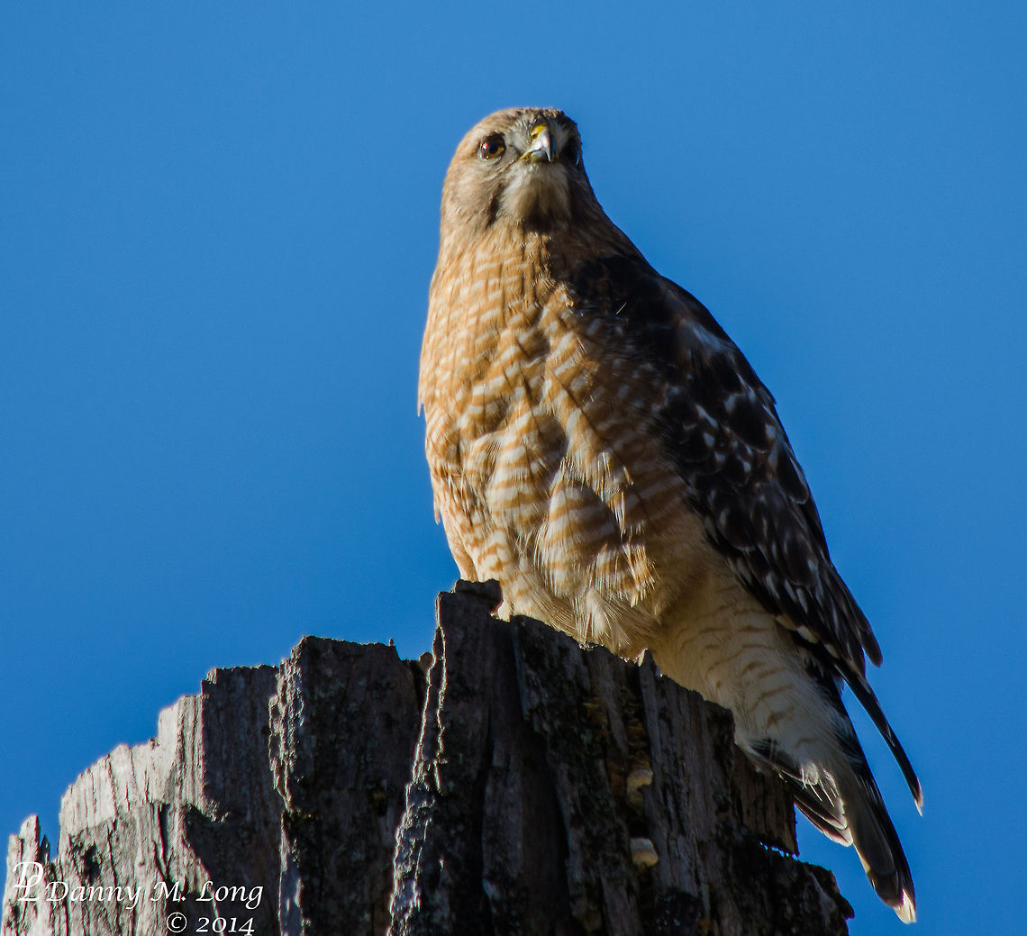 Red Shouldered Hawk  Buteo lineatus,Geotagged,Red-shouldered Hawk,United States