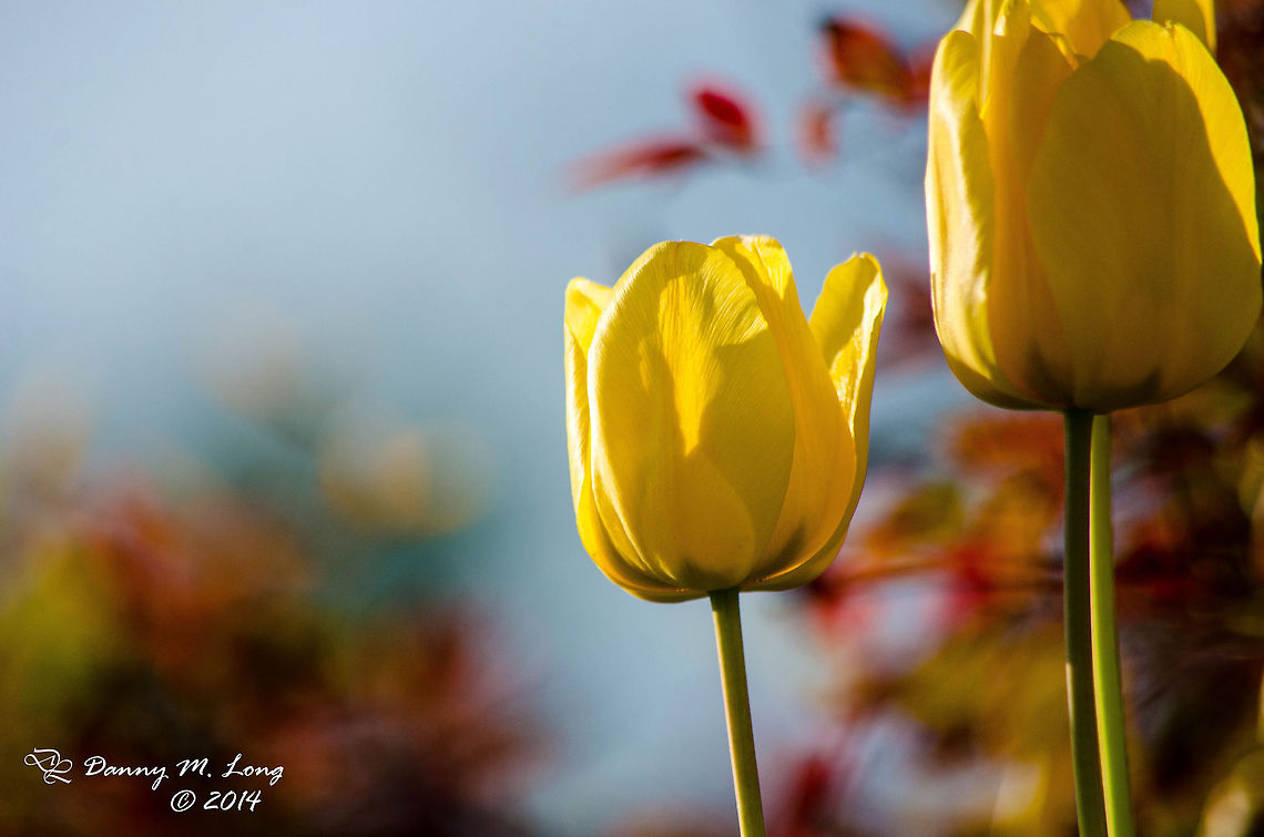 Yellow Tulip  Geotagged,United States