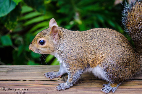 Squirrel  American red squirrel,Geotagged,Tamiasciurus hudsonicus,United States