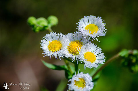 Erigeron annuus  Annual fleabane,Erigeron annuus,Geotagged,United States