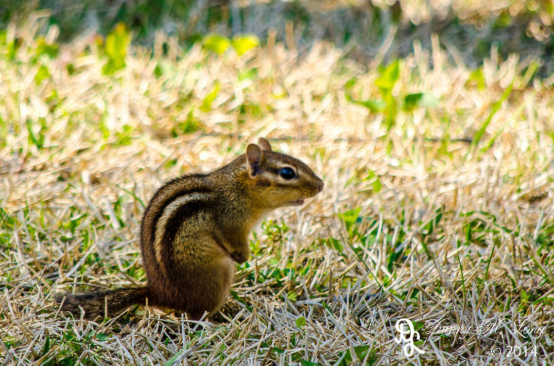 Chipmunk  Eastern chipmunk,Geotagged,Tamias striatus,United States