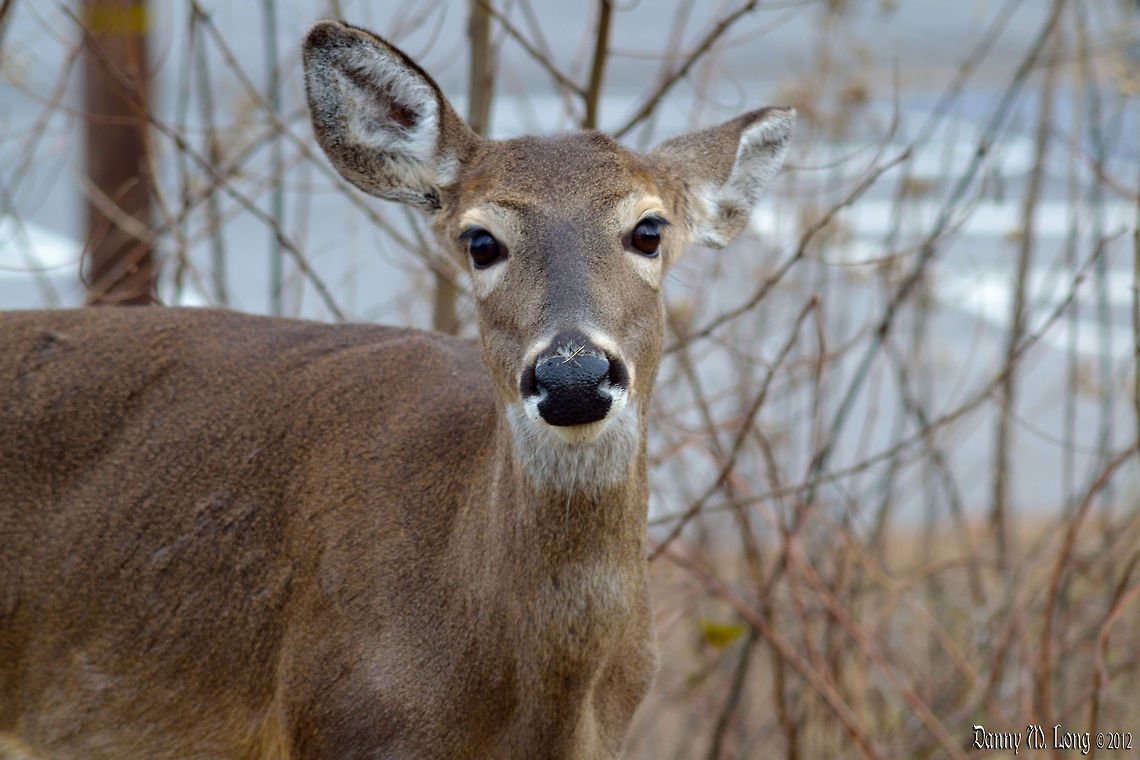 White tailed Doe  Geotagged,Odocoileus virginianus,United States,White-tailed Deer
