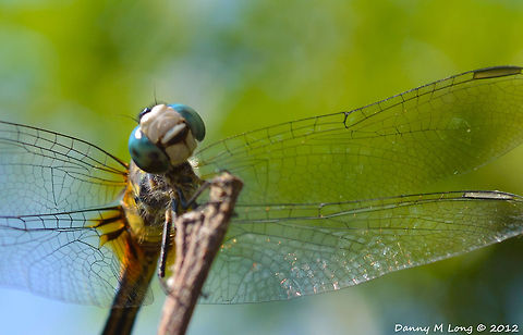 Dragonfly (macro)  Blue Dasher,Geotagged,Pachydiplax longipennis,United States