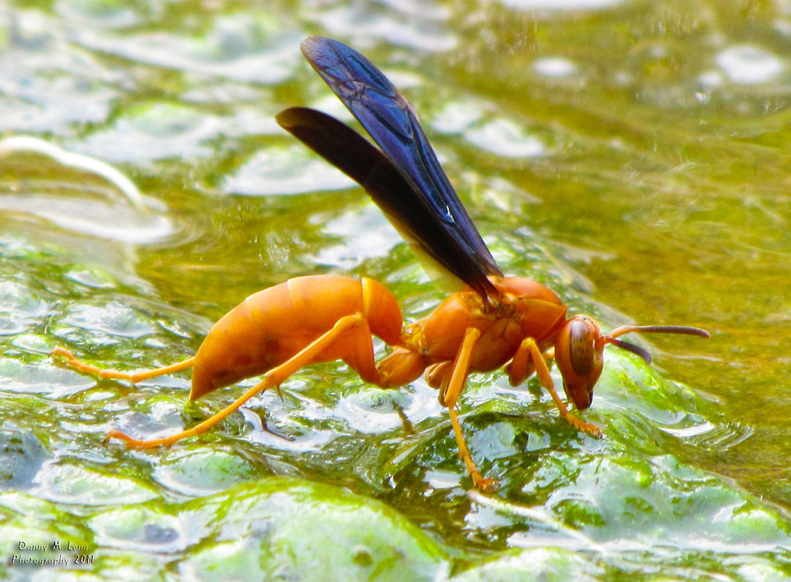 Paper Wasp                                 Geotagged,Polistes carolina,Red paper wasp,United States