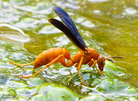 Paper Wasp                                 Geotagged,Polistes carolina,Red paper wasp,United States