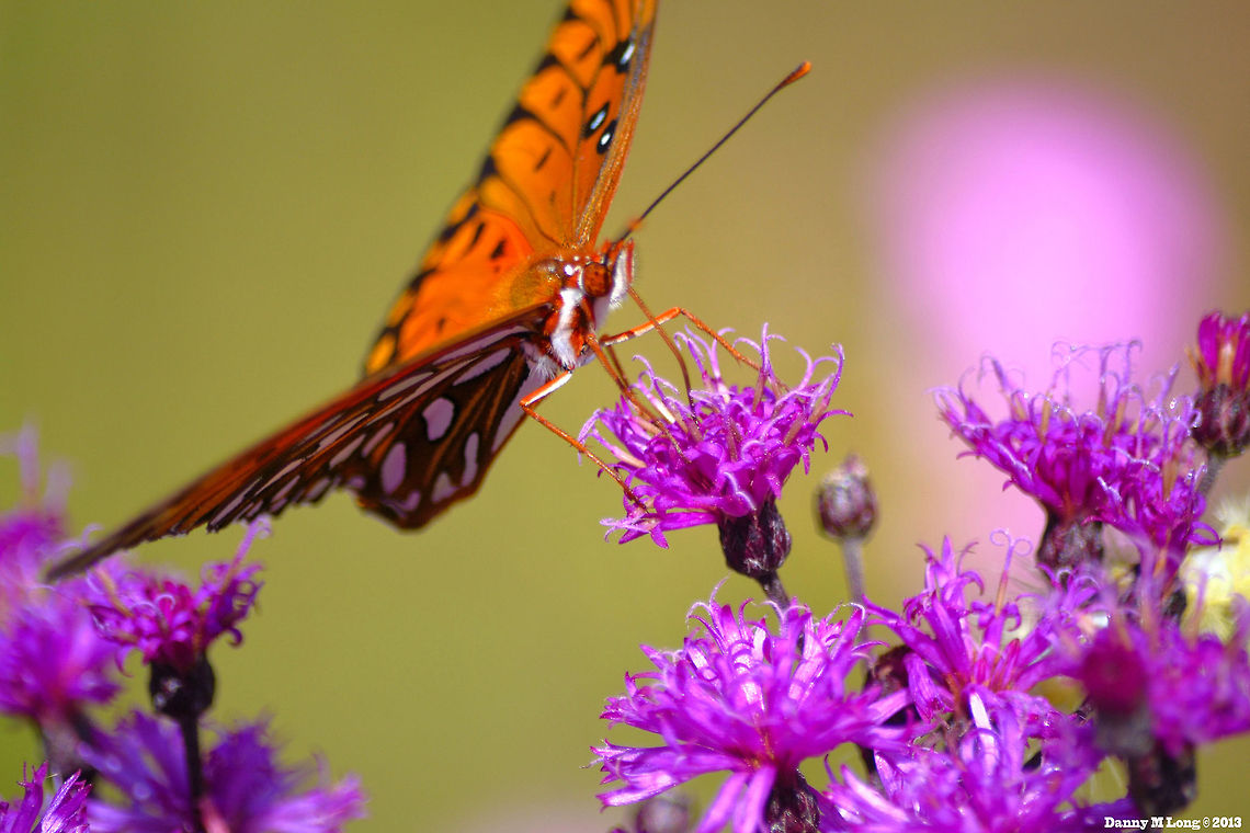 Striking Gulf Fritillary  Agraulis vanillae,Geotagged,Gulf Fritillary,United States