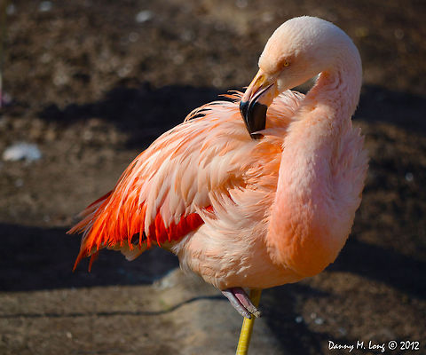 Pink Flamingo  American Flamingo,Geotagged,Phoenicopterus ruber,United States