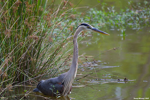 Great Blue Heron  Ardea herodias,Geotagged,Great Blue Heron,United States